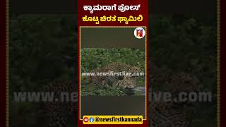 ಕ್ಯಾಮೆರಾಗೆ ಪೋಸ್​ ಕೊಟ್ಟ ಚಿರತೆ ಫ್ಯಾಮಿಲಿ.. | #NewsFirstShorts #Bandipur #Chamarajanagar #Leopard