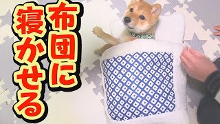 【豆柴】あったかくして寝ようね♪【子犬】