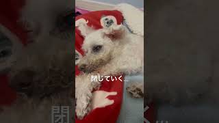 たち耳ララちゃん#介護犬 #トイプードル #保護犬 #ショート ##寝たきり #ララちゃん #shorts #犬のいる生活