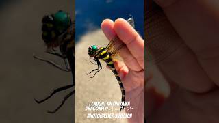 I caught Japans biggest Dragonflyオニヤン- Anotogaster sieboldii      #トンボ　#Dragonfly