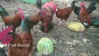 Rooster group Mating with Chicken/Hen