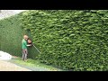 Big LEYLANDII HEDGE Gets another Trim