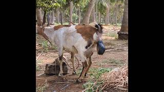 ஆடு குட்டி போடும் காட்சி. Goat Giving birth. 3 குட்டிகள்😍😍#goat#goats#goatfarming#ஆடு#ஆடுவளர்ப்பு