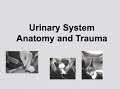 Urological Anatomy and trauma of Kidney, Ureter, bladder, Urethra and testis | Surgery