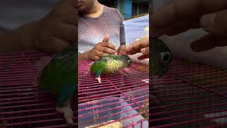 Exotic Birds Baby Sale 🔥 | Sun Conure Pineapple Conure Cocktail Babies | Galiff Street Birds Market