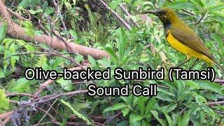 Olive-backed Sunbird ( Tamsi ) Sound Call | Tamsi