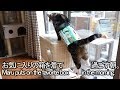 箱を着て１日を始めるねこ。-Maru puts on the box at the start of the day.-