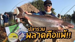 สงครามปลารวม Vol.3 พลาดคือแพ้!!  สวายแข่ง บ่อเด็กวัด Catfish Comp!