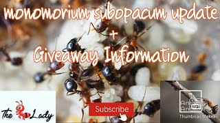 Monomorium Subopacum Update + Giveaway Information