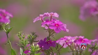 This is Central Florida: Wildflowers -- April 2019