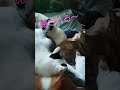 癒されて下さい🍀　 shorts 　　 猫団子　 にゃんず😺　 まったり