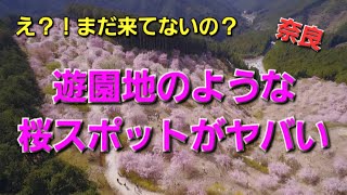 【未来感な桜スポット】奈良県東吉野の高見の郷がヤバすぎた#桜#アトラクション#穴場スポット