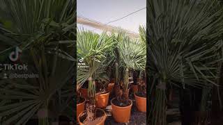 BestpalmTV. Trachycarpus fortunei z dwoma pniami. Bestseller