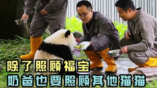 徐奶爸除了照顾福宝，身负重任，同时还负责照顾另外八九只大熊猫#panda #fubao #푸바오