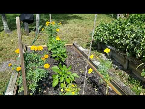 Do marigolds keep bugs away?