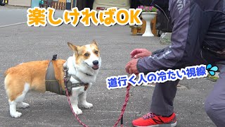 散歩中に犬と遊んで笑われる～最後はコタ飯です