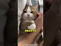 养猫以后才发现这些事，很简单！ 新手养猫 养猫好物 老手养猫 猫咪 养猫经验 喵星人 pets 萌寵