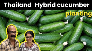 🌱🥒തായ്‌ലൻഡ് ഹൈബ്രിഡ് മാജിക് Hybrid Cucumber Seeds 🌱🥒#malayalam #cucumber #home #garden #vegetable