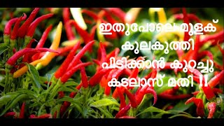 ഇനി പഴയ കടലാസൊന്നും കളയണ്ട !! മുളകിന് വളമാക്കാം | PAPER AS A BIO-FERTILIZER FOR CHILLY |