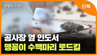 [단독] 공사장 옆 인도서 맹꽁이 수백마리 로드킬…LH \