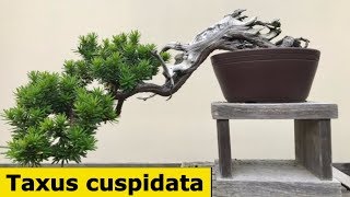 Top 10 Taxus cuspidata bonsai trees-Hungbonsai123