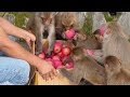 Monkey love apples || feeding fresh apple to the hungry monkey || group of monkey eat apple fruits