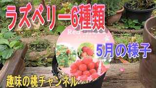 【ラズベリー6種類】5月の様子　24/5/24