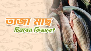 তাজা মাছ চিনবেন কীভাবে? How to Identify Fresh Fish? #agrokite