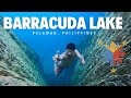 Barracuda Lake I Coron, Palawan I PHILIPPINES