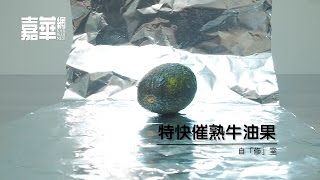 特快催熟牛油果  | 自「修」室 | 嘉華網 karwahnet.com