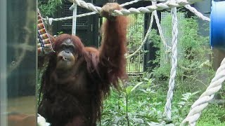 スマトラオランウータン「ネオ」新居での様子【東山動植物園】