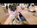 家族団らんの食卓で可愛さと笑いでなごますパグ犬ぷぅPug