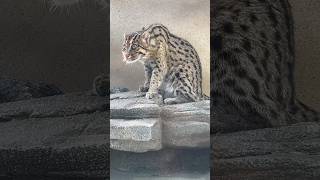 スナドリネコ　ペロペロしています　【鳥羽水族館】Fishing cat Toba Aquarium