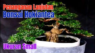 Penanganan Lanjutan Bonsai Hokiantea Small