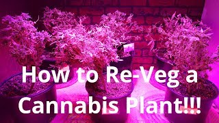 Cannabis Tips n' Tricks #2 - Re-vegging Harvested Plants