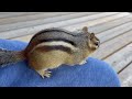 best moments of chipmunk videos 2024