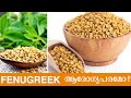 FENUGREEK ആരോഗ്യപരമോ ? | Sophia Times | Sophia Times Online