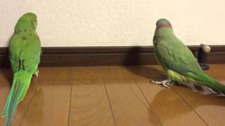 ワカケホンセイインコの大吉君とぺぺちゃんの婚活？　その２