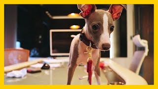 Taking Puppy to Work: first day at the office | italian greyhound