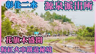 2021 彰化二水鐵道花旗木秘境 I 位於源泉派出所152縣道旁 I 泰國櫻花 I 火車鐵道+花旗木