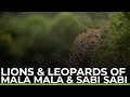 The Lions & Leopards of Mala Mala & Sabi Sabi