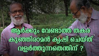 ആര്‍ക്കും വേണ്ടാത്ത തകര കുഞ്ഞിരാമന്‍ കൃഷി ചെയ്തുവളര്‍ത്തുന്നതെന്തിന്