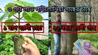 ভুল গাছ লাগিয়ে জমি নষ্ট করছেন? বাগান করার আগে ভিডিওটি দেখুন। #পাউলোনিয়া #paulownia