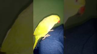 #funny #parroting#cute #birds