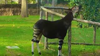 Okapi eating some leaves at San Diego Zoo Safari park January 2023