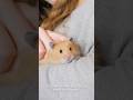 Do hamsters like Humans? #fyp #hamsters #pets