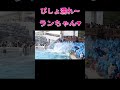 ランちゃんのレスキューバースト ^^ shorts 鴨川シーワールドシャチショー シャチショー kamogawaseaworld 鴨シー シャチ kamogawa sea world