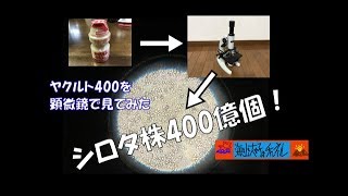 ヤクルト400を顕微鏡で見てみた！