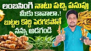 how to plants turmeric/organic turmeric bulbs seal/నాటు పచ్చి పసుపు#jaikisanctg