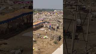 India's largest Khillar cattle fair - Chadchan Mela